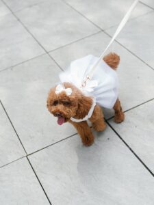Monica and Jonathan, Crystal Plaza, Livingston, New Jersey, USA